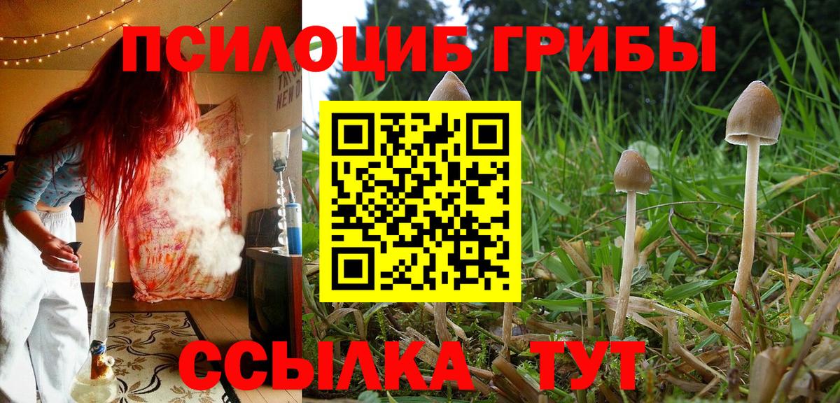 Псилоцибиновые грибы GOLDEN TEACHER Кызыл