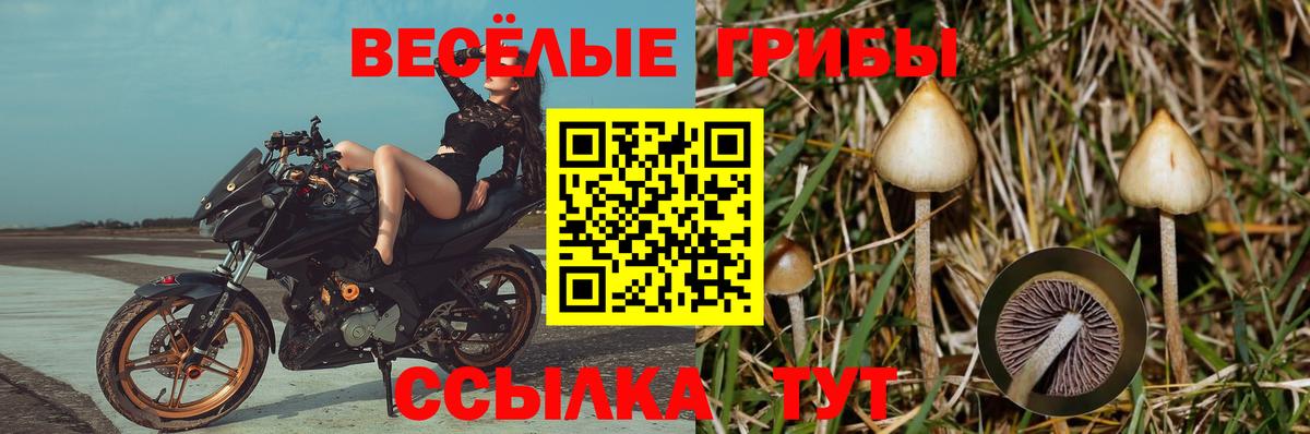 Галлюциногенные грибы мицелий  наркотики  Кызыл  Галлюциногенные грибы GOLDEN TEACHER  Вход с VPN 